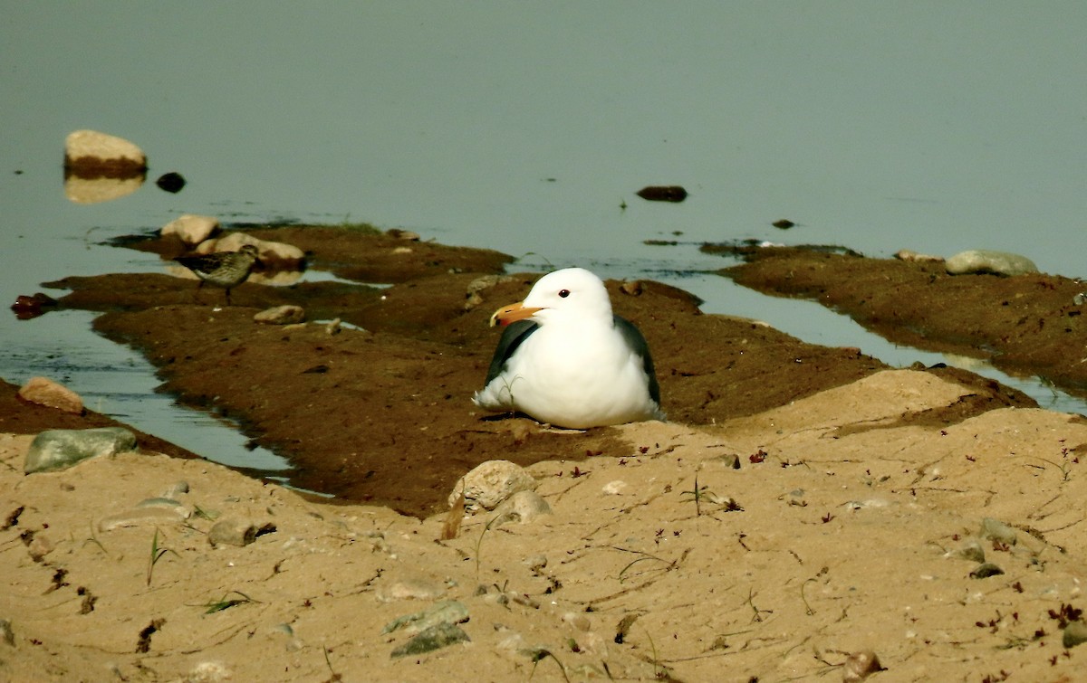 California Gull - ML435114731