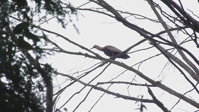 Buff-necked Ibis - ML435115391