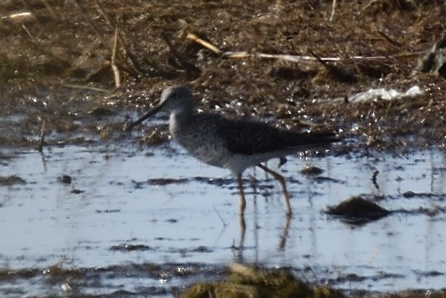 Greater Yellowlegs - ML435115871