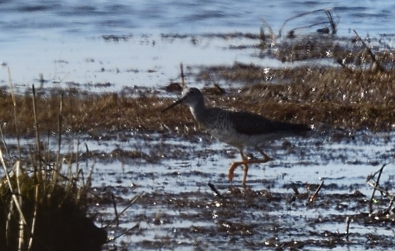 Greater Yellowlegs - Cesar Castillo