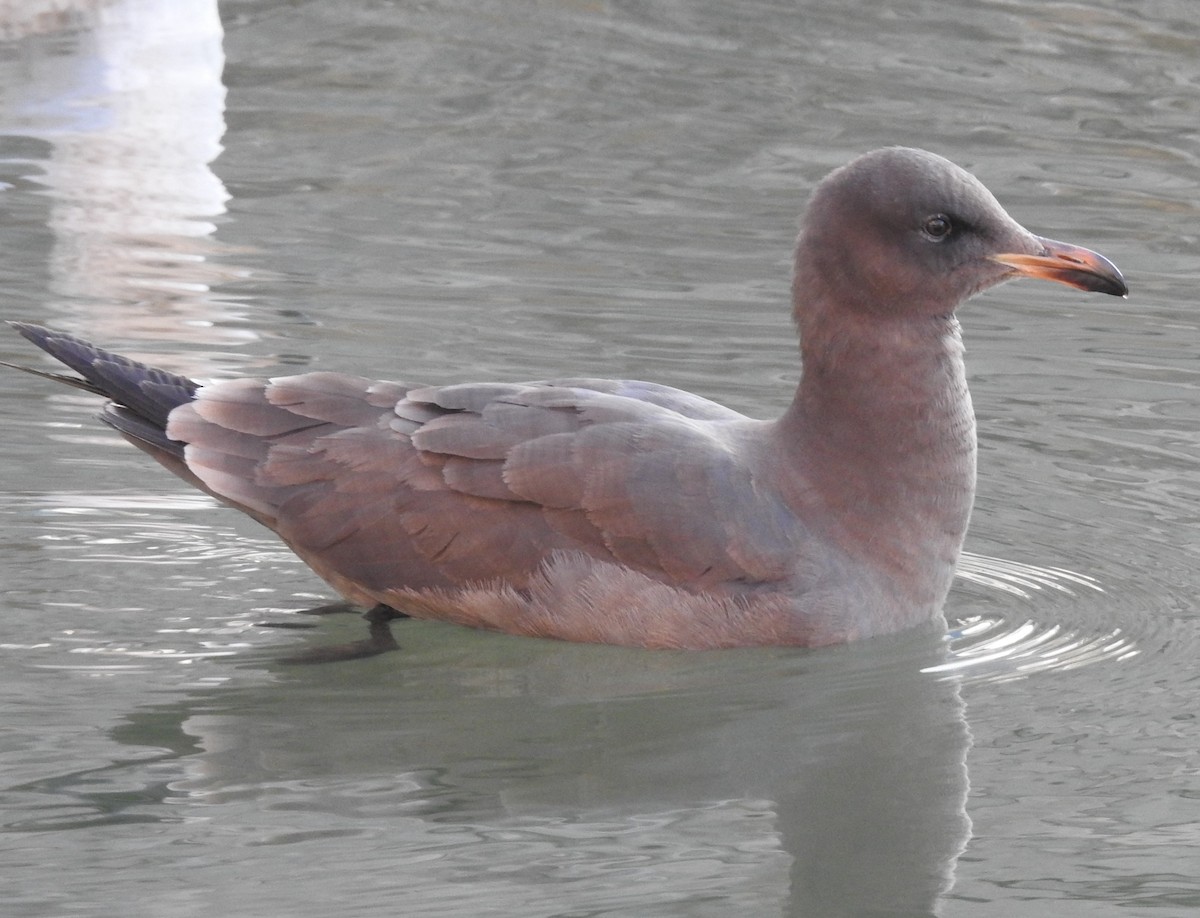 Heermann's Gull - ML435116291