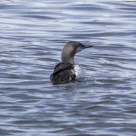 Red-throated Loon - ML435116841