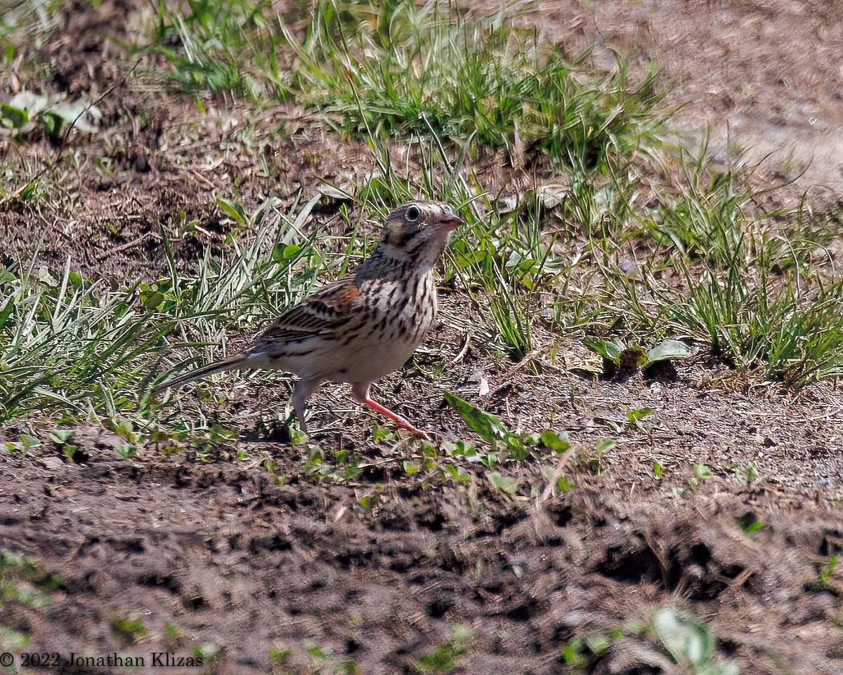 Vesper Sparrow - ML435116891