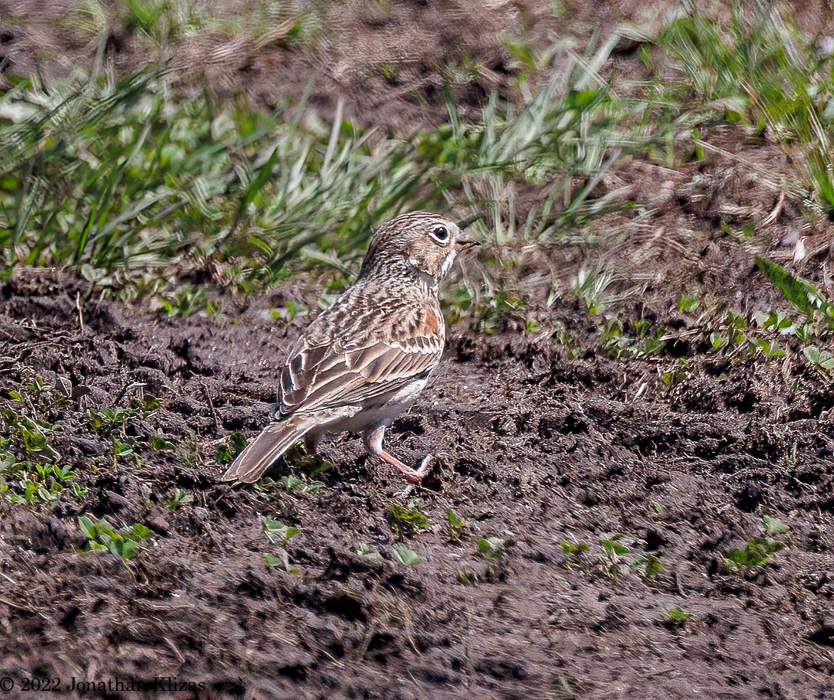 Vesper Sparrow - ML435116981