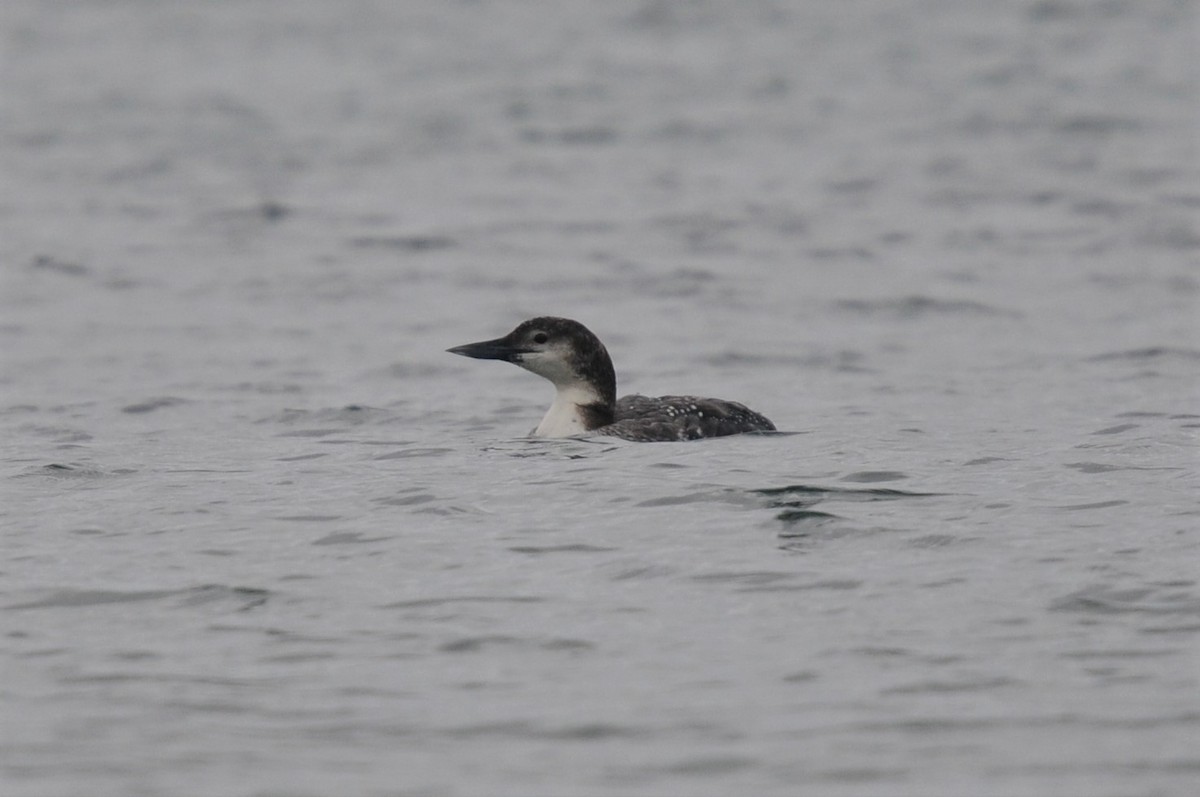 Common Loon - ML435119211