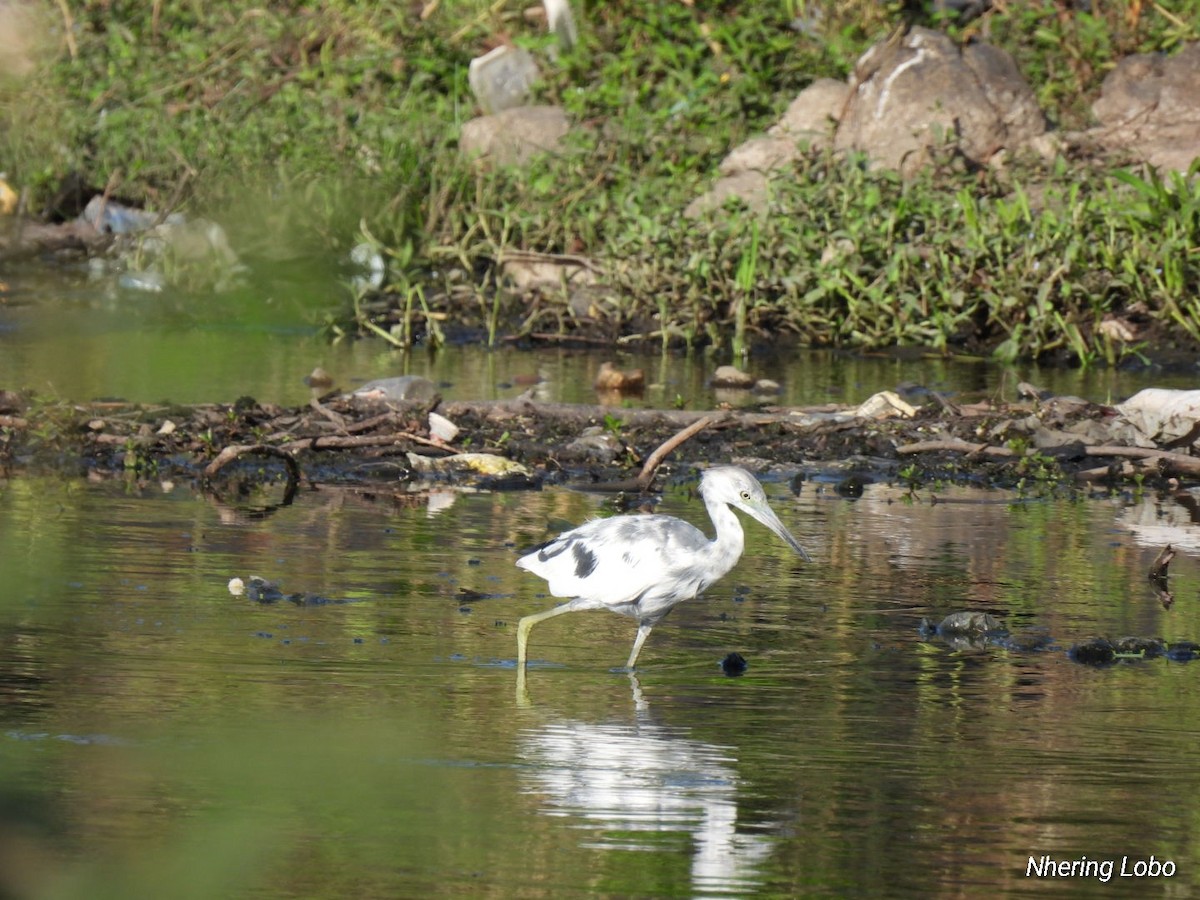 Little Blue Heron - ML435120031