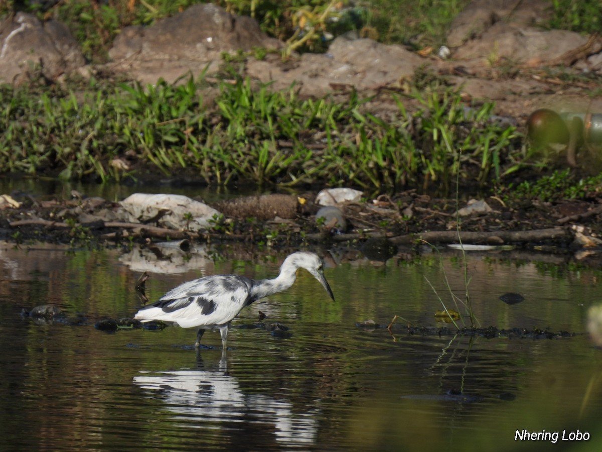 Little Blue Heron - Nhering Daniel Ortiz Lobo