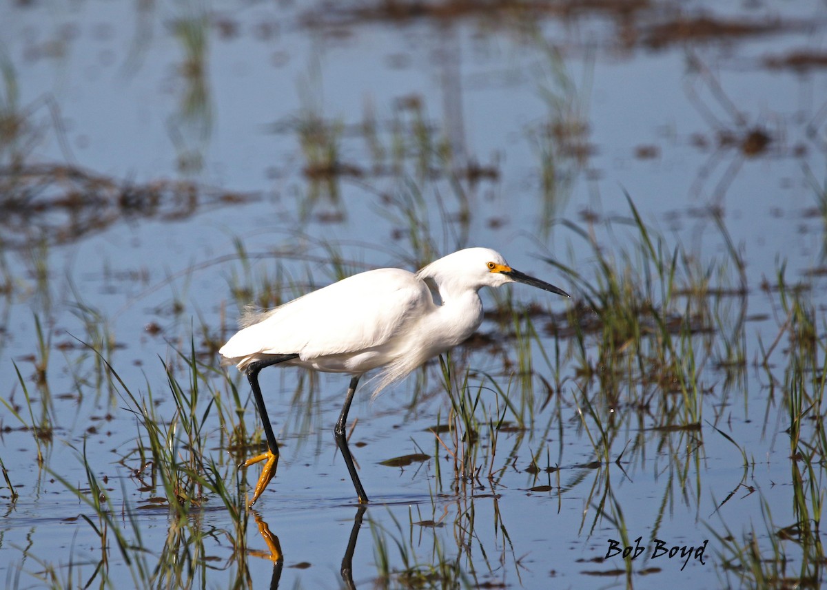 Snowy Egret - ML435121431