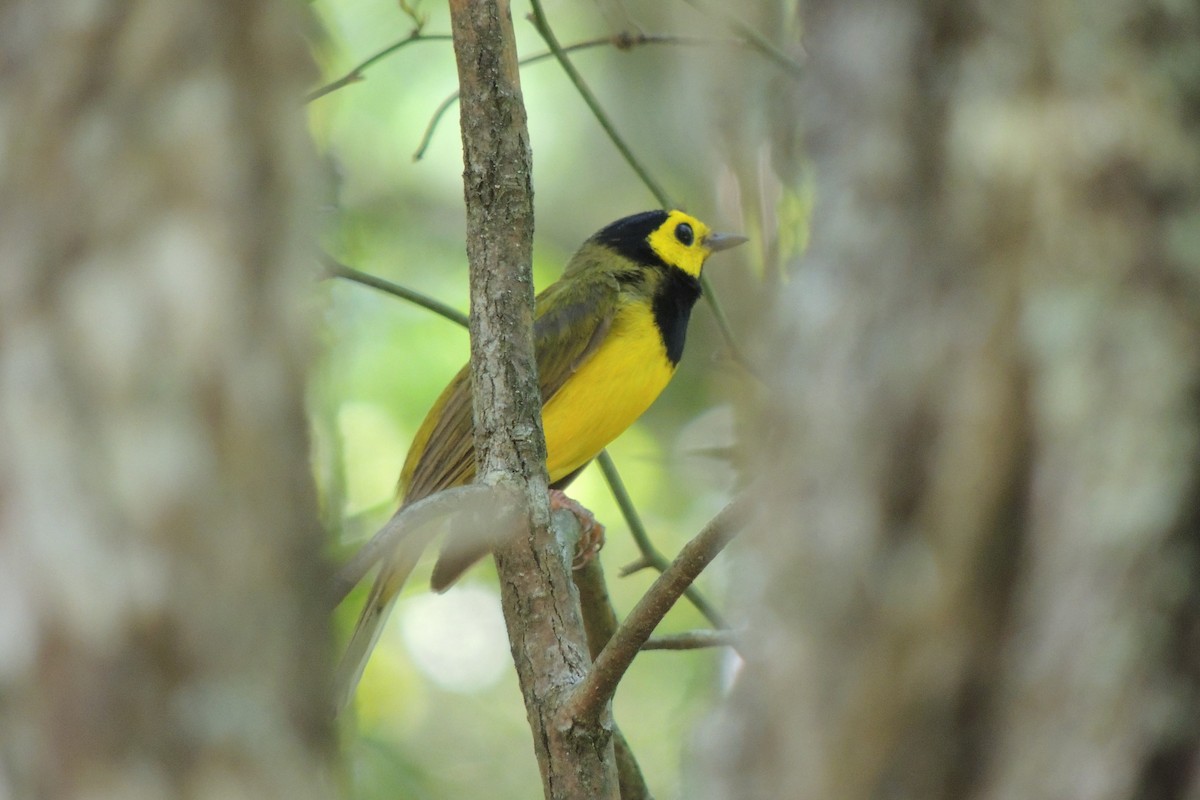 Hooded Warbler - ML43512301