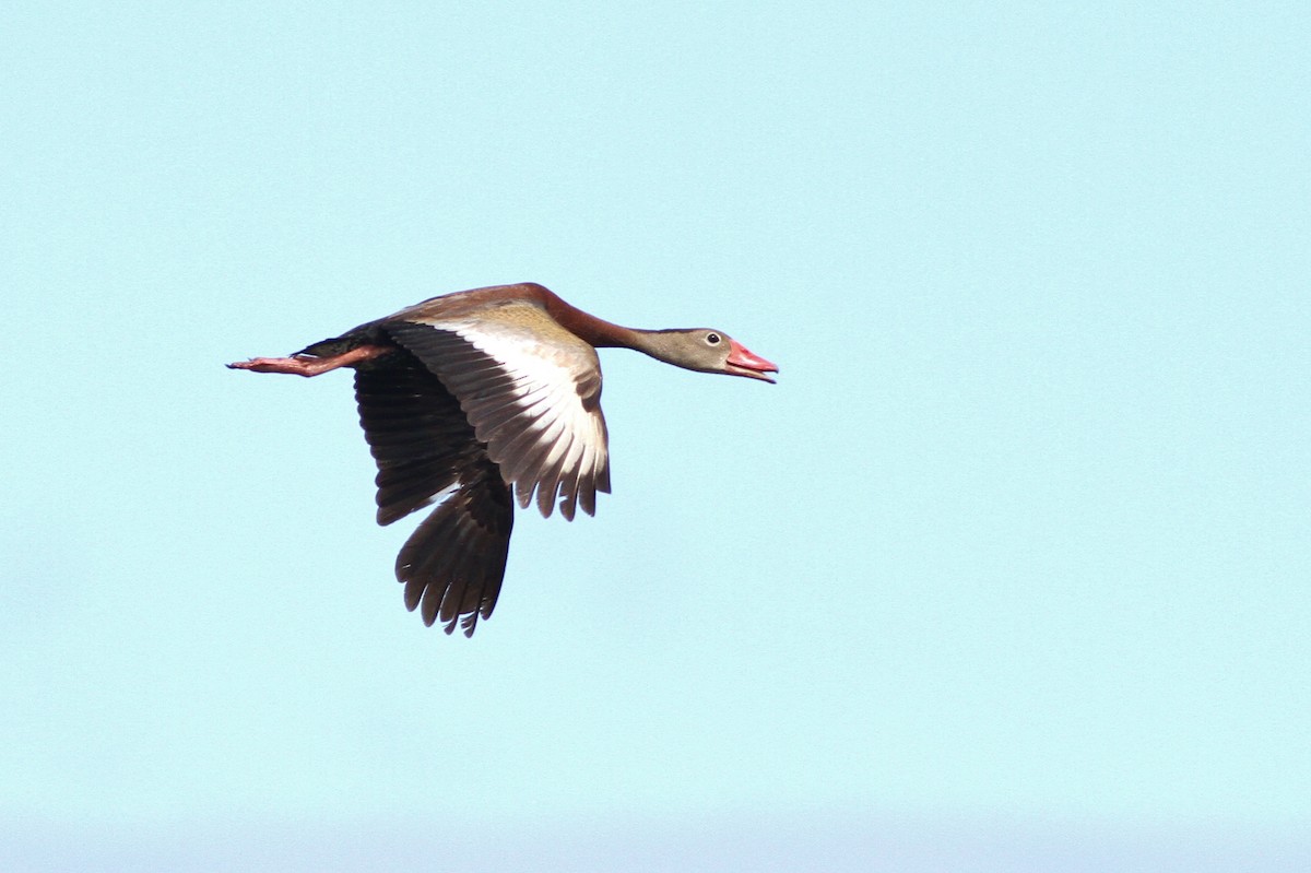 Black-bellied Whistling-Duck - ML43512311