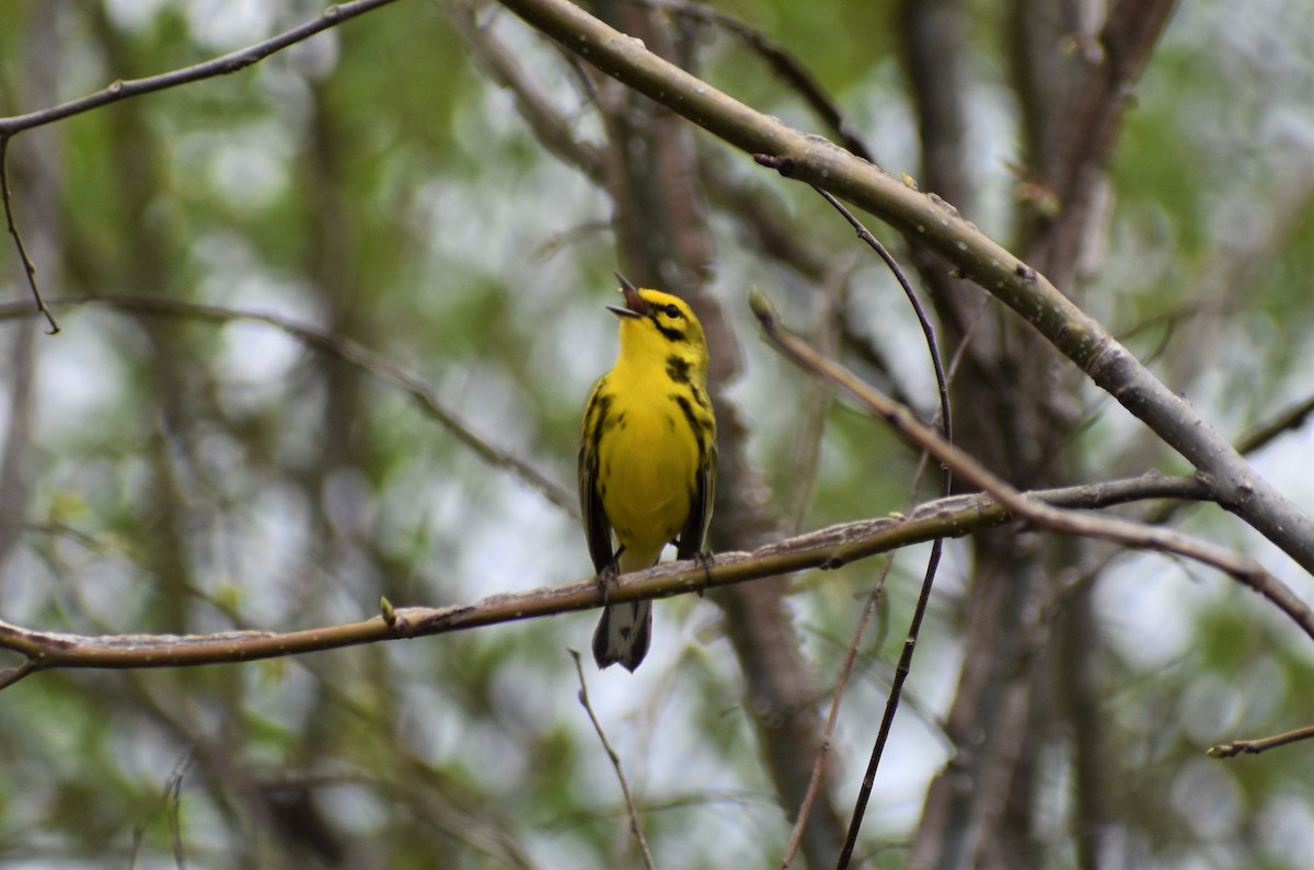 Prairie Warbler - ML435123231