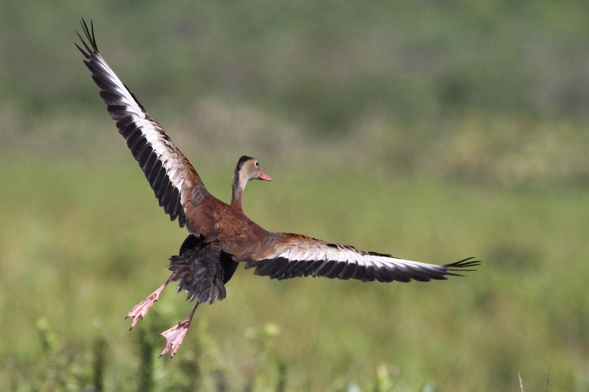 Black-bellied Whistling-Duck - ML43512331