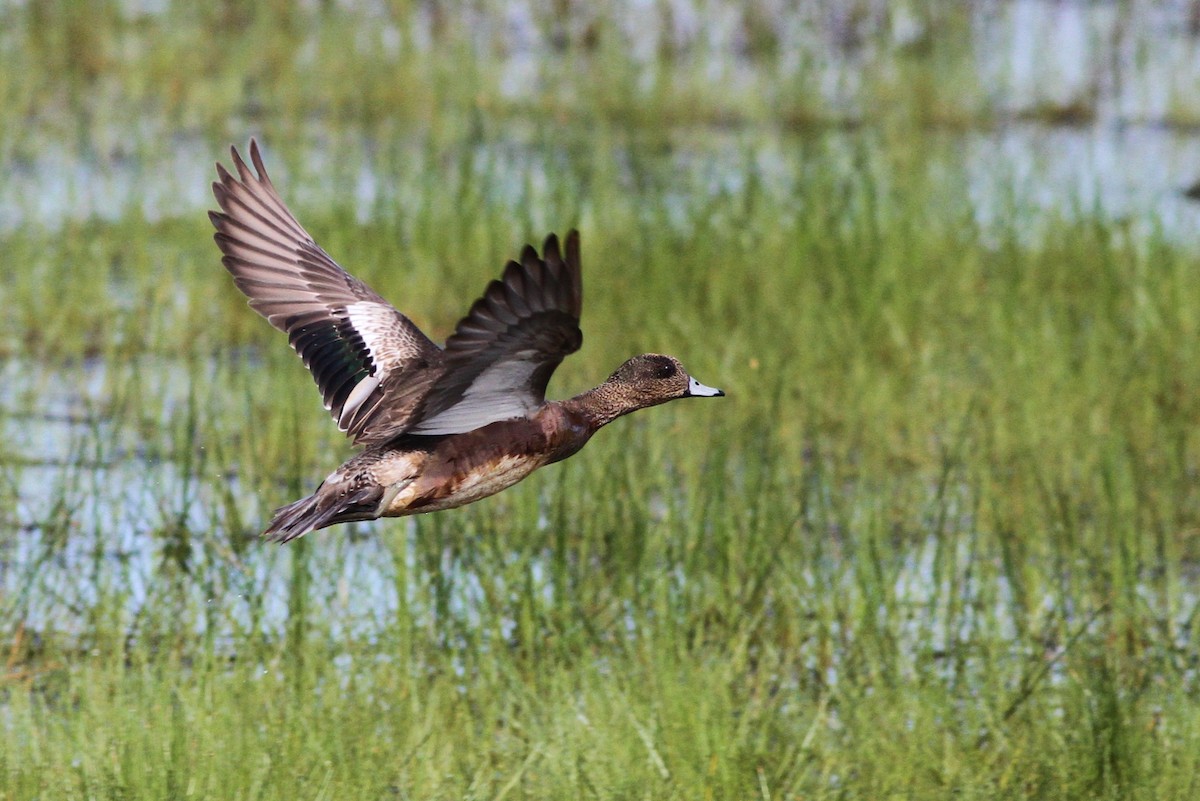 American Wigeon - ML43512341