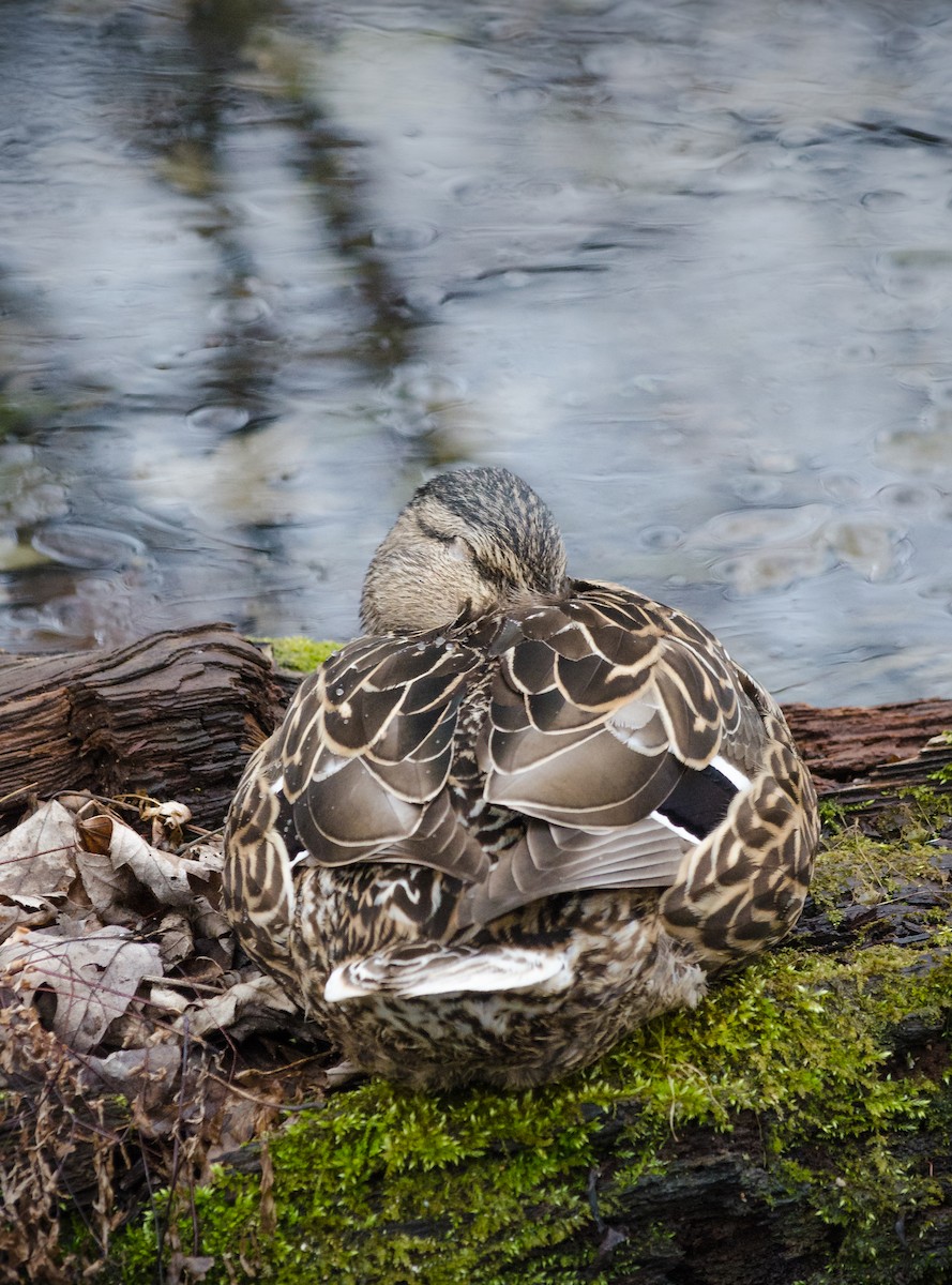 Mallard - Hannah Taylor