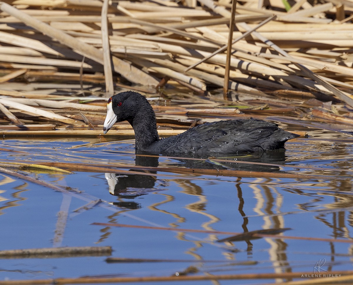 American Coot - Arlene Ripley