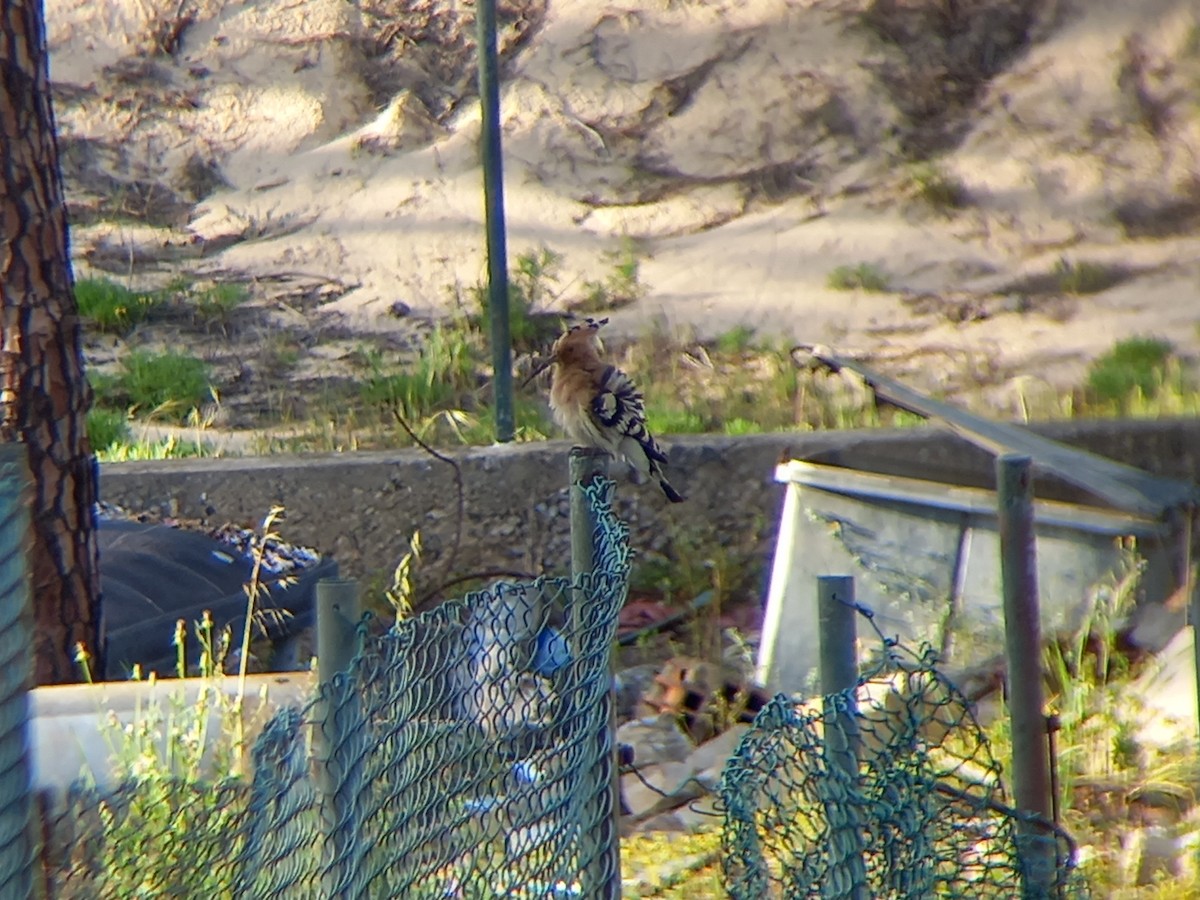 Eurasian Hoopoe - Nelson Conceição