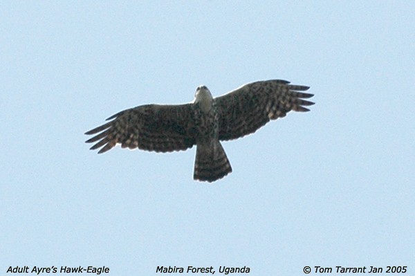 Ayres's Hawk-Eagle - ML43512811