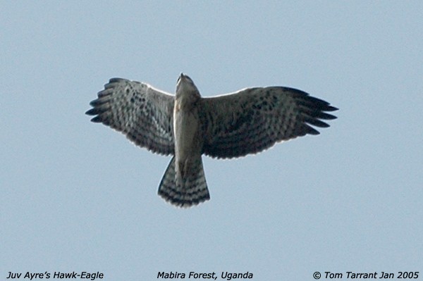 Águila de Ayres - ML43512841