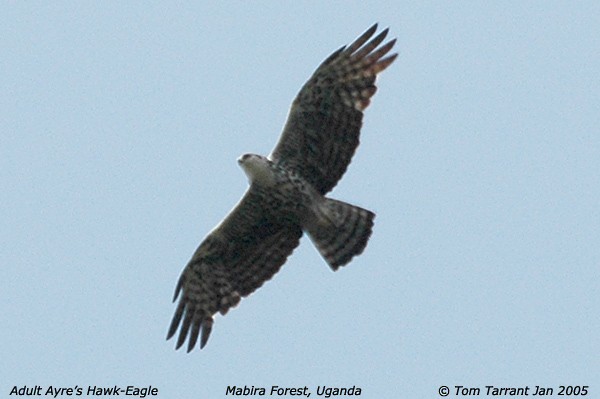 Águila de Ayres - ML43512931