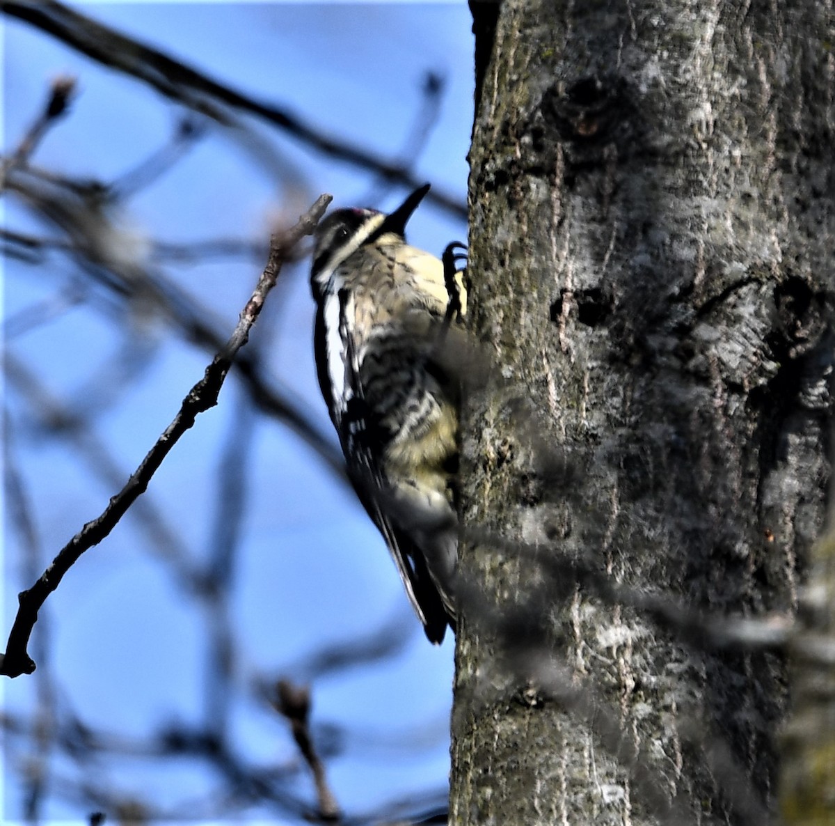 Yellow-bellied Sapsucker - ML435130331