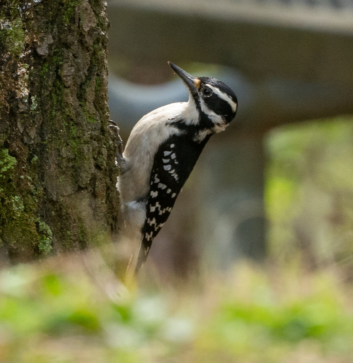 Hairy Woodpecker - ML435130671