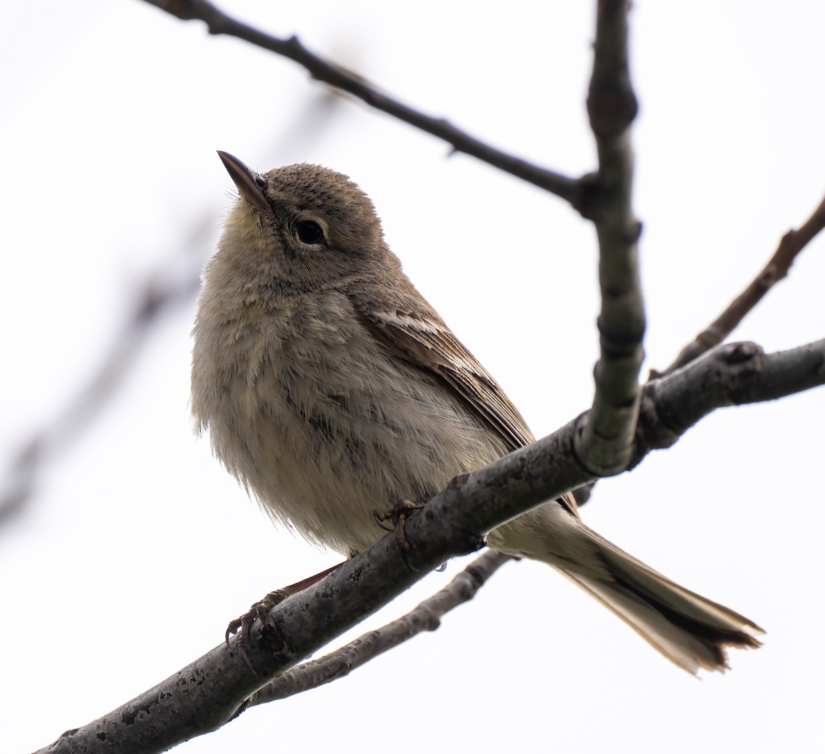 Pine Warbler - ML435130941