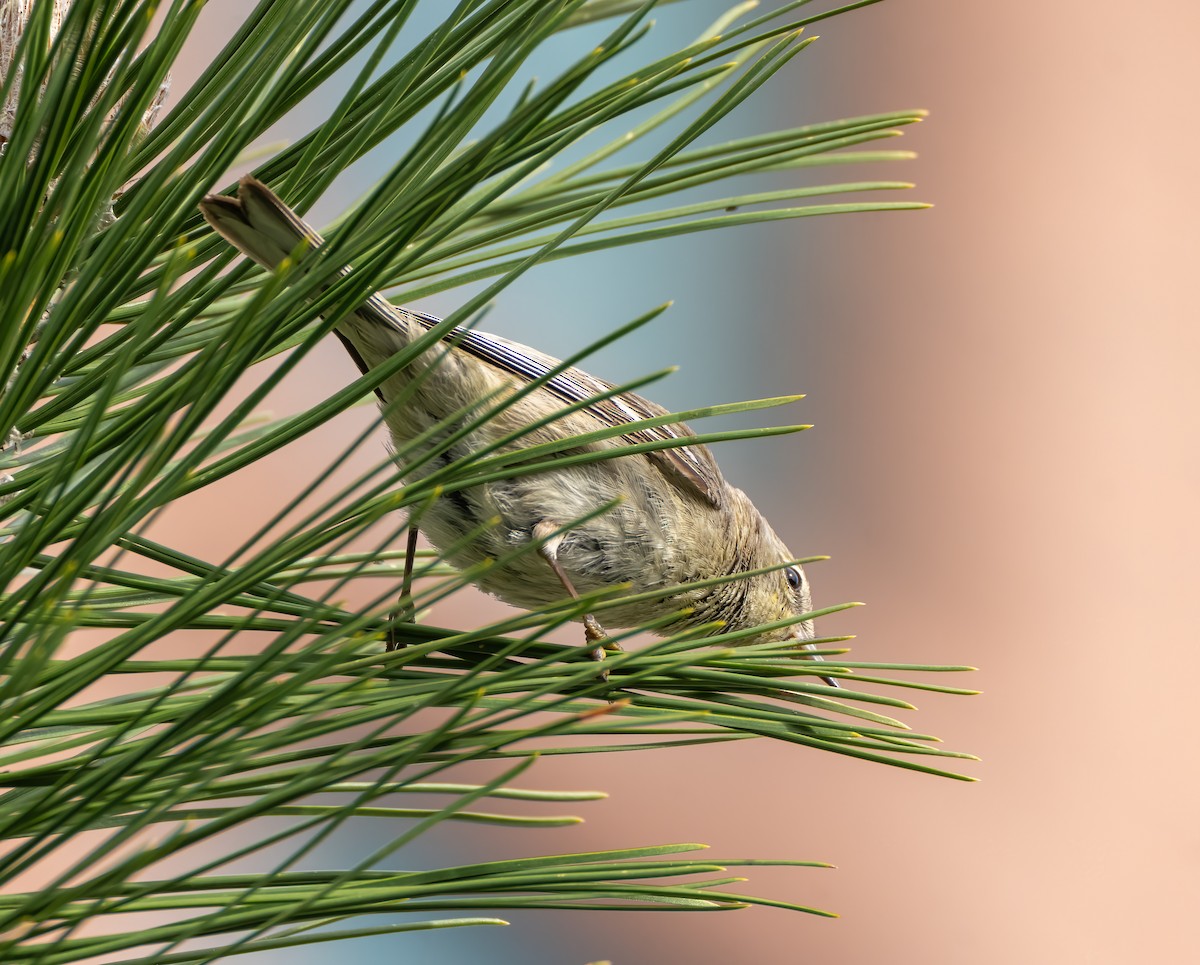 Pine Warbler - Scott Murphy