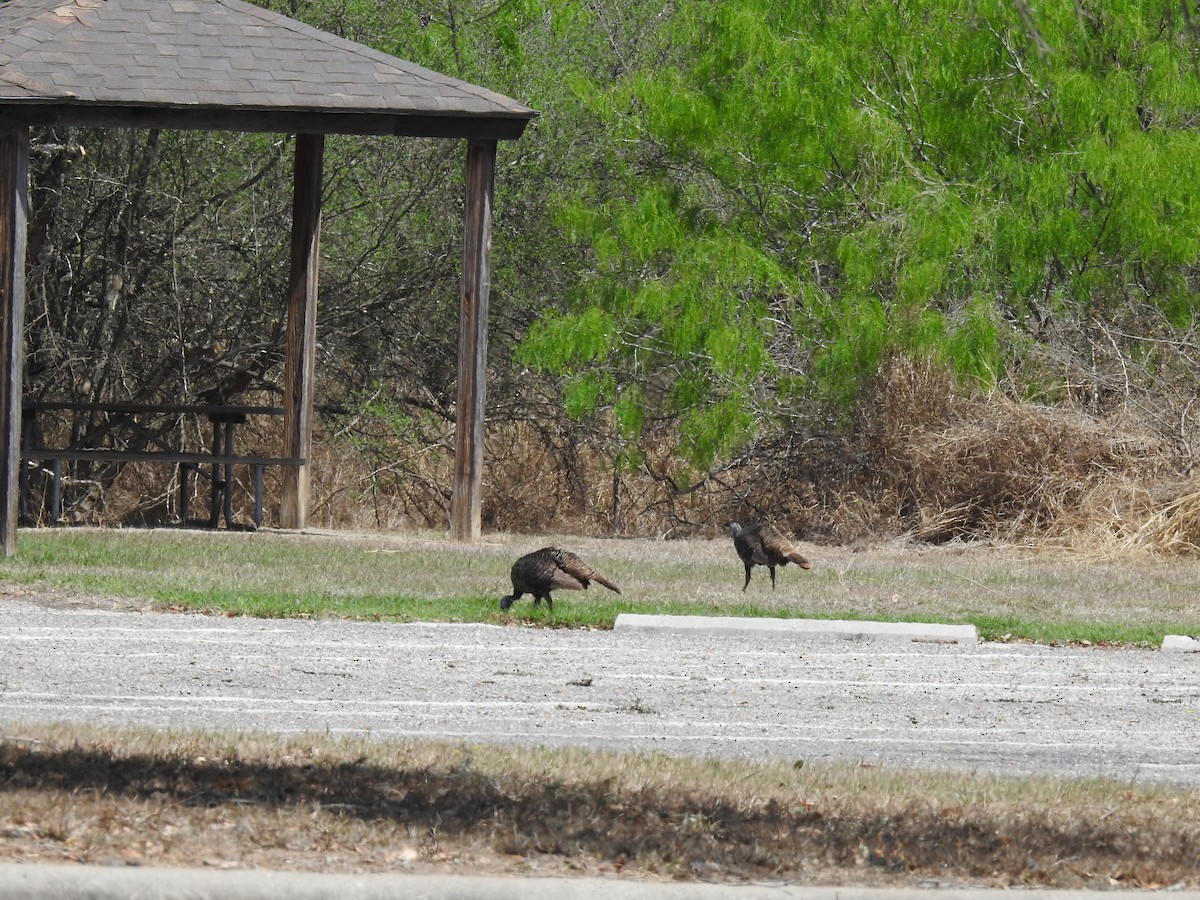 Wild Turkey - ML435132221
