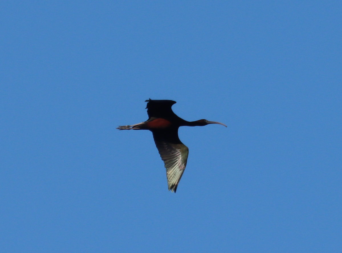 Glossy Ibis - ML435132231