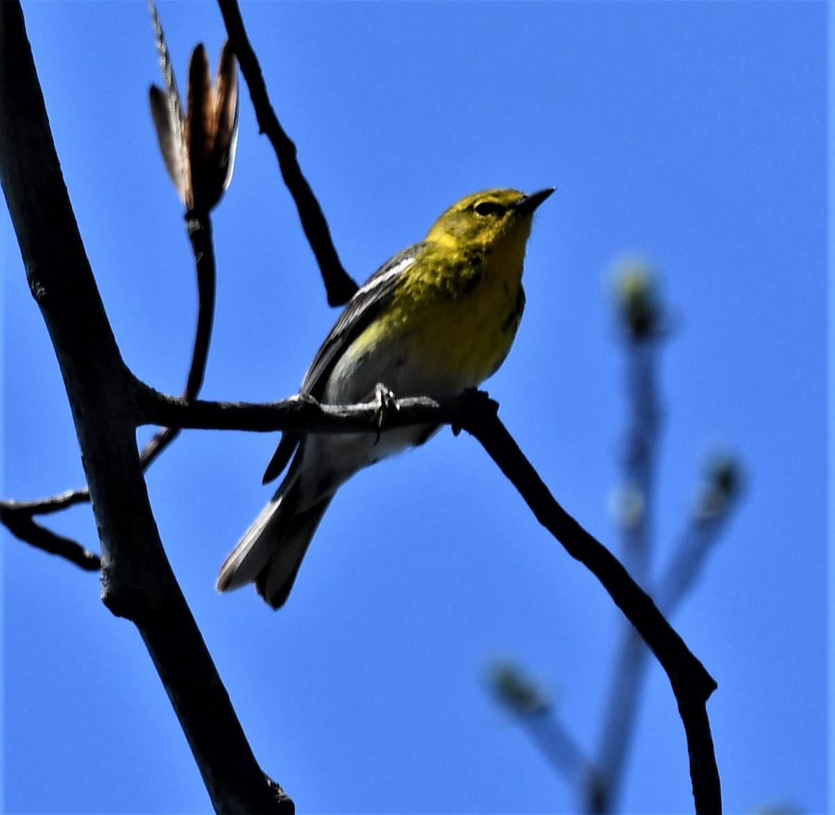 Pine Warbler - David Gillen