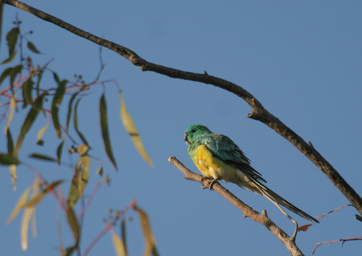 Red-rumped Parrot - ML435132281