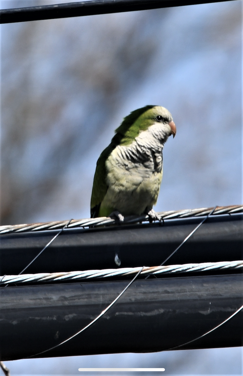 オキナインコ - ML435132401