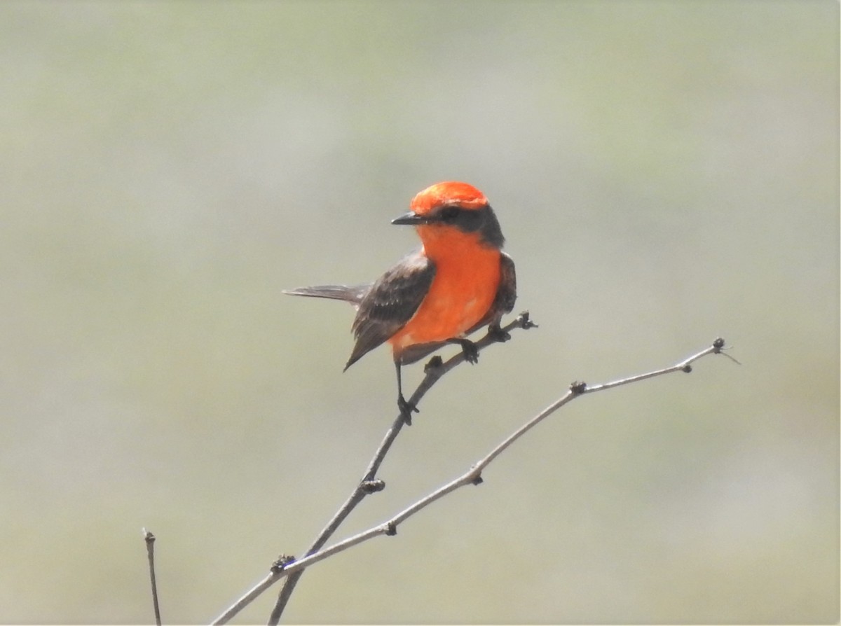 Vermilion Flycatcher - ML435132531