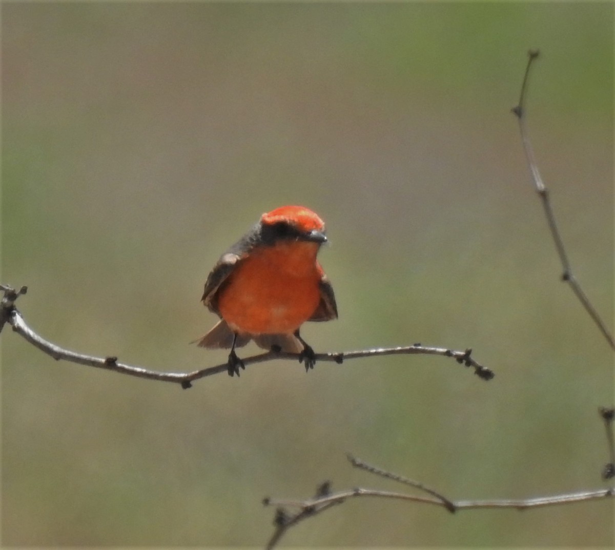 Vermilion Flycatcher - ML435132691