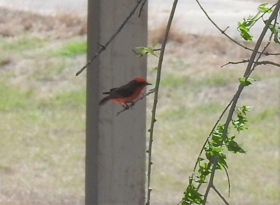 Vermilion Flycatcher - ML435132901