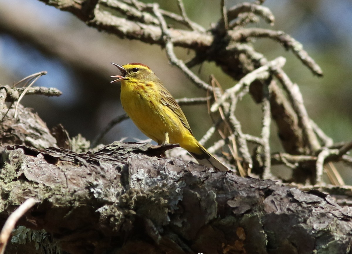 Palm Warbler - Steven Glynn