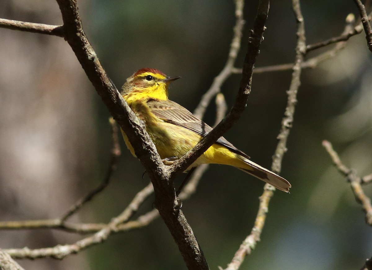 Palm Warbler - Steven Glynn