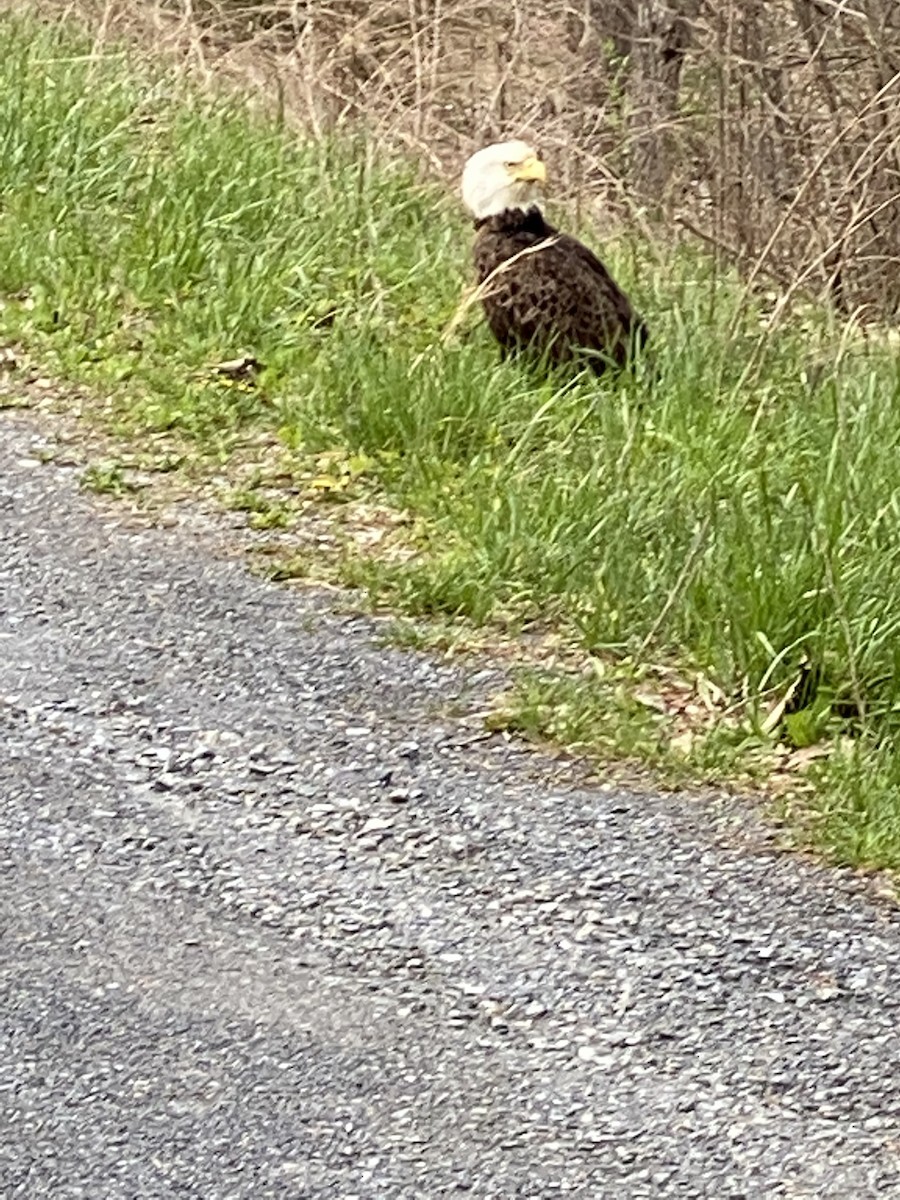 Bald Eagle - ML435133541