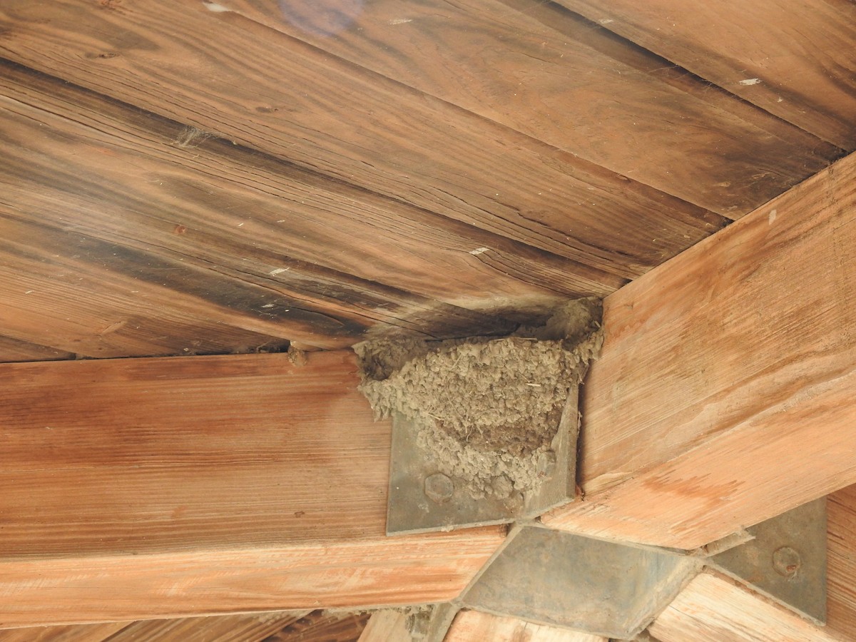 Cliff Swallow - ML435133731