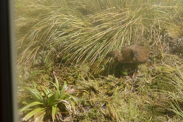 Weka - ML435133871