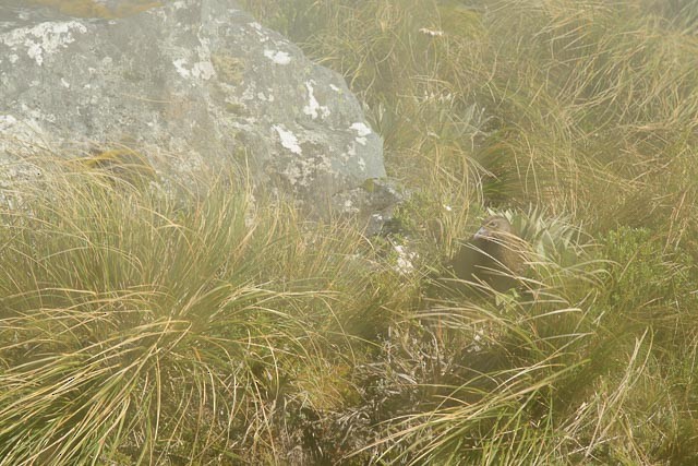 Weka - ML435133881