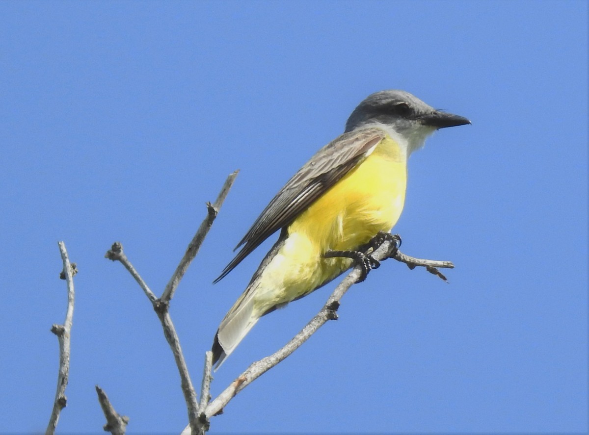 Couch's Kingbird - ML435134031