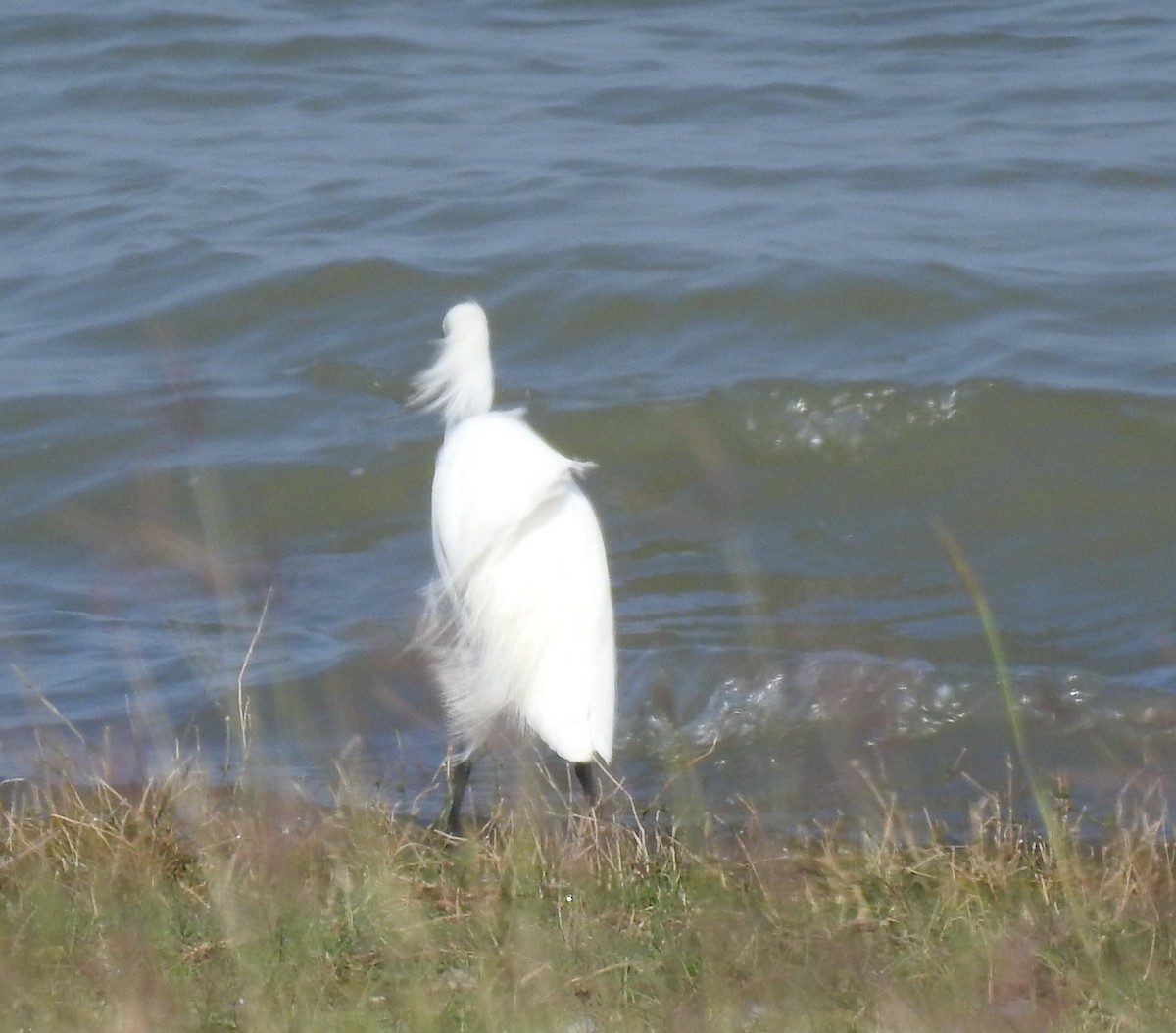Snowy Egret - ML435134511