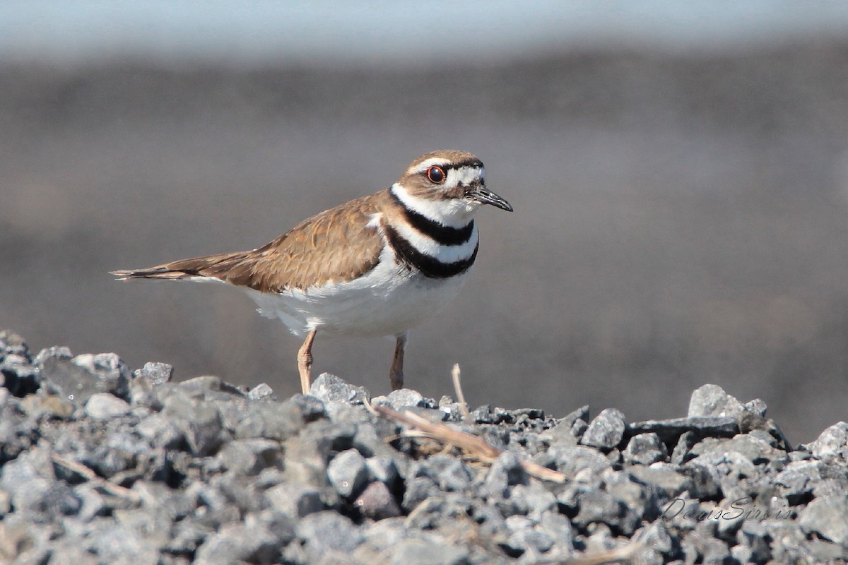 Killdeer - Denis Sirois