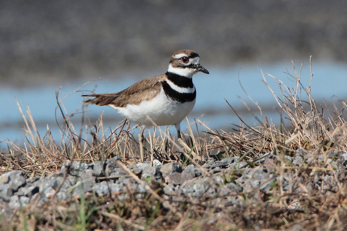 Killdeer - ML435134891