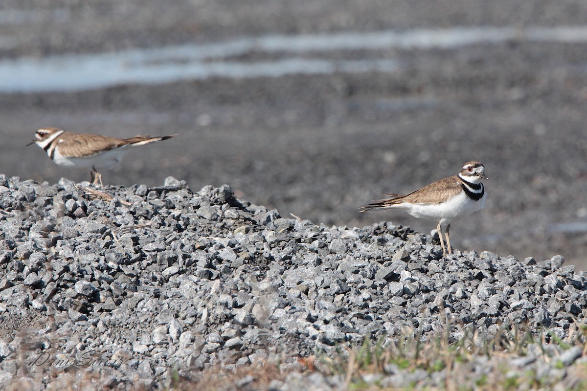 Killdeer - Denis Sirois