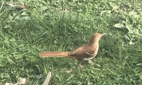 Brown Thrasher - ML435135821