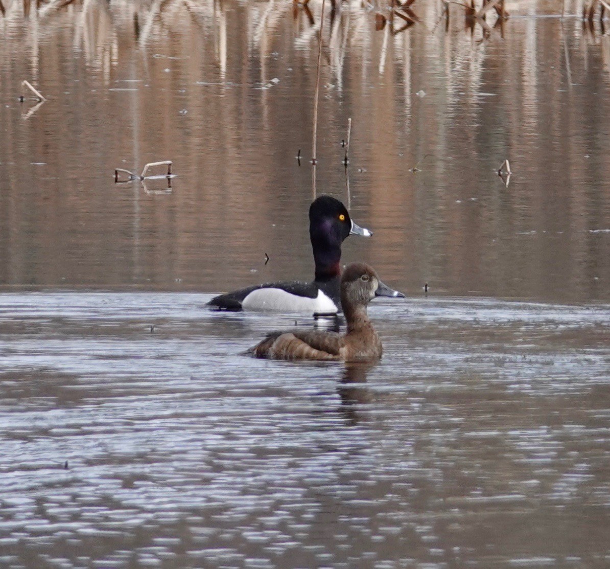 Ring-necked Duck - Kevin F Murphy