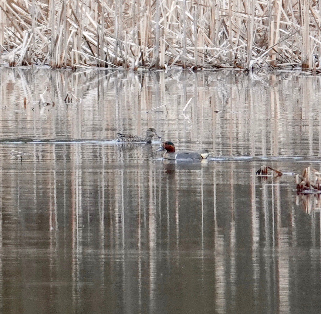 小水鴨(carolinensis) - ML435136171