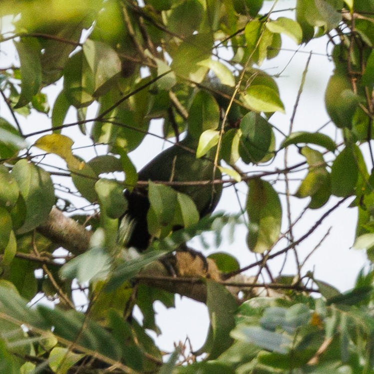 Guinea Turaco - ML435136611